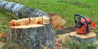 Best Tree Health Inspection  in Mcleansboro, IL