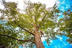 How Our Tree Care Process Works  in  Mcleansboro, IL