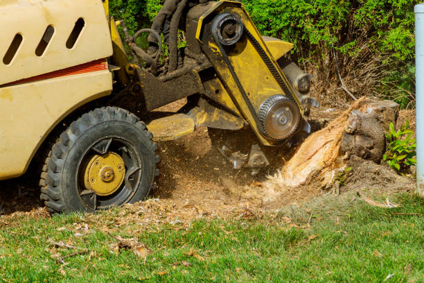 Best Lawn Renovation and Restoration  in Mcleansboro, IL