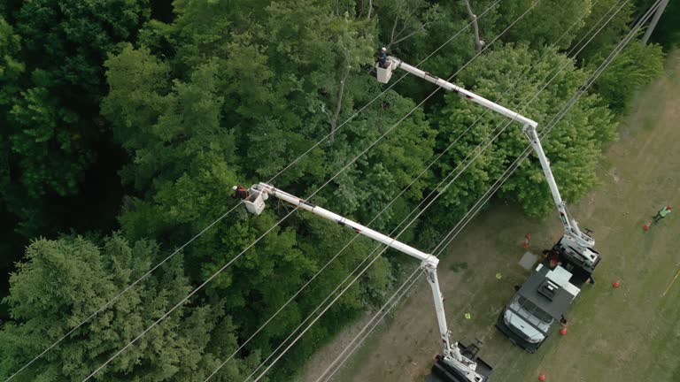 Best Hedge Trimming  in Mcleansboro, IL