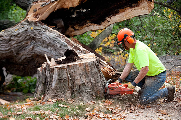Best Tree Removal  in Mcleansboro, IL